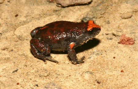 Red-crowned Toadlet Pseudophryne australis Blue Mountains National Park, Australia